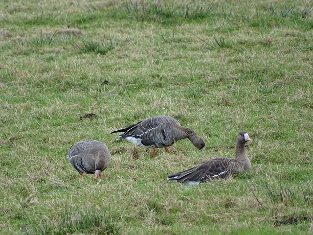 但未能平息 但未能平息